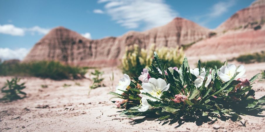 My life…as a blossom in a… barren desert?