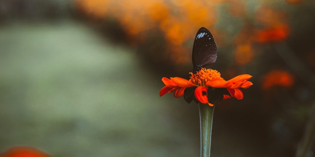 Father, we know You created us in Your own image. You had other choices! Here, the Apostle John, referred to as “the beloved apostle” by Jesus, teaches us that we have not yet seen what will be revealed. He simply tells us to take comfort that we will be as You.